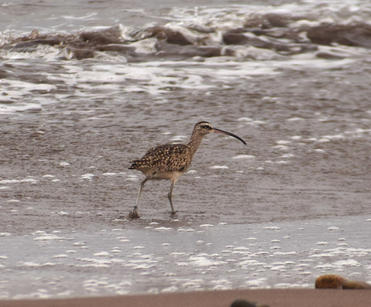 Whimbrel - ML620742471