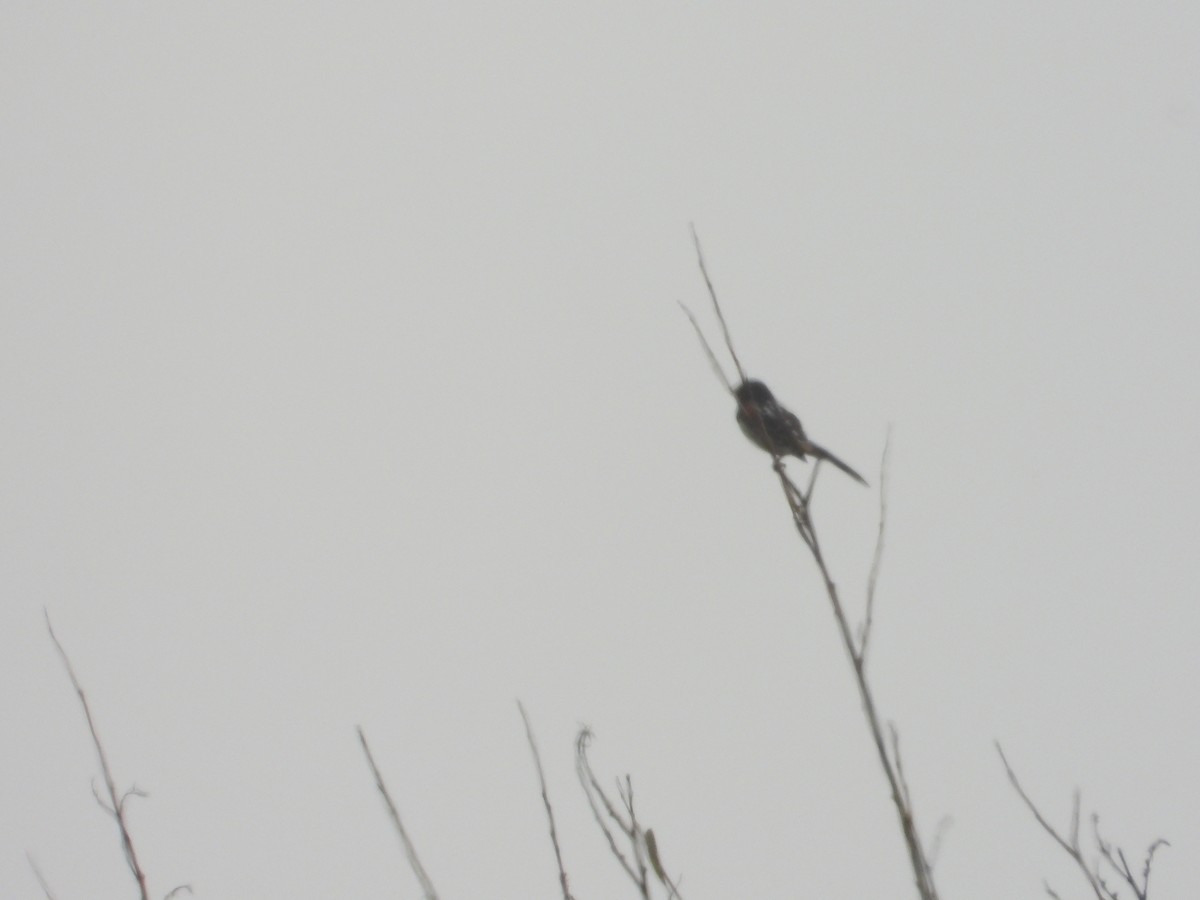 Spotted Towhee - ML620742472