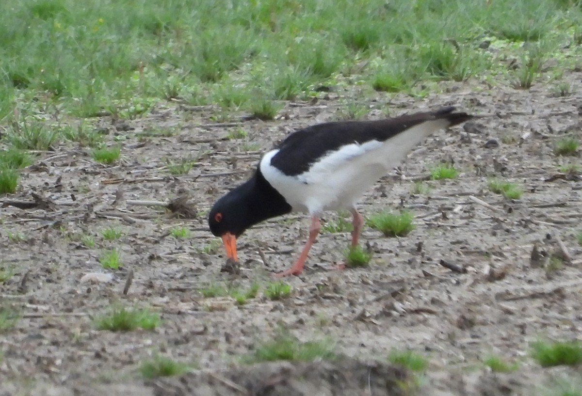 Eurasian Oystercatcher - ML620742483