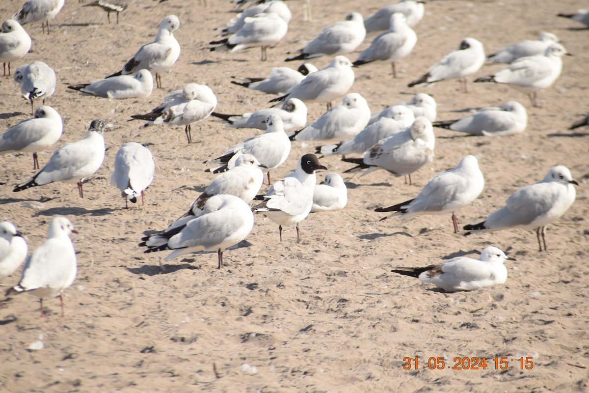 Mouette des Andes - ML620742488