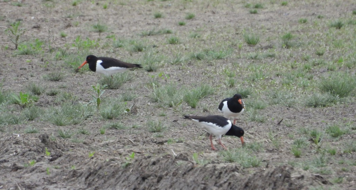 Eurasian Oystercatcher - ML620742489