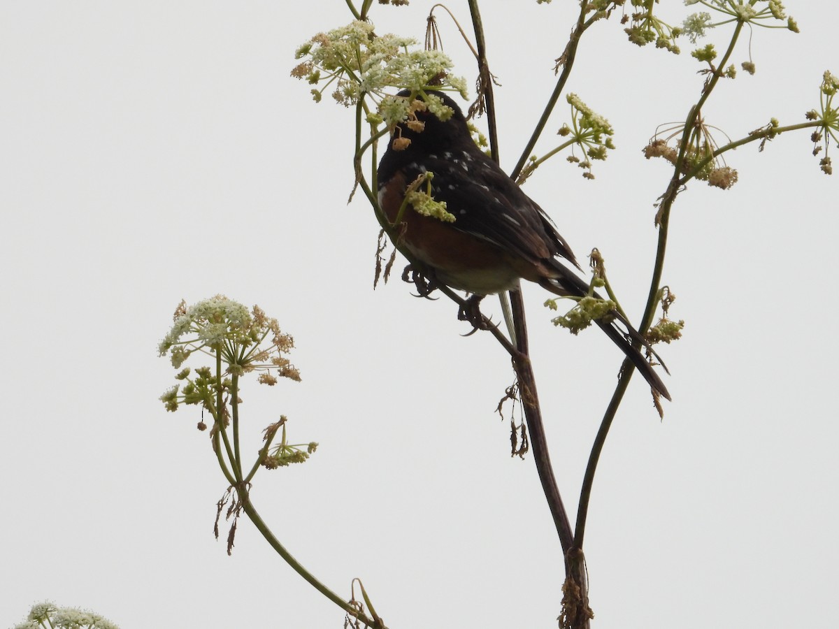 Spotted Towhee - Bill Holland