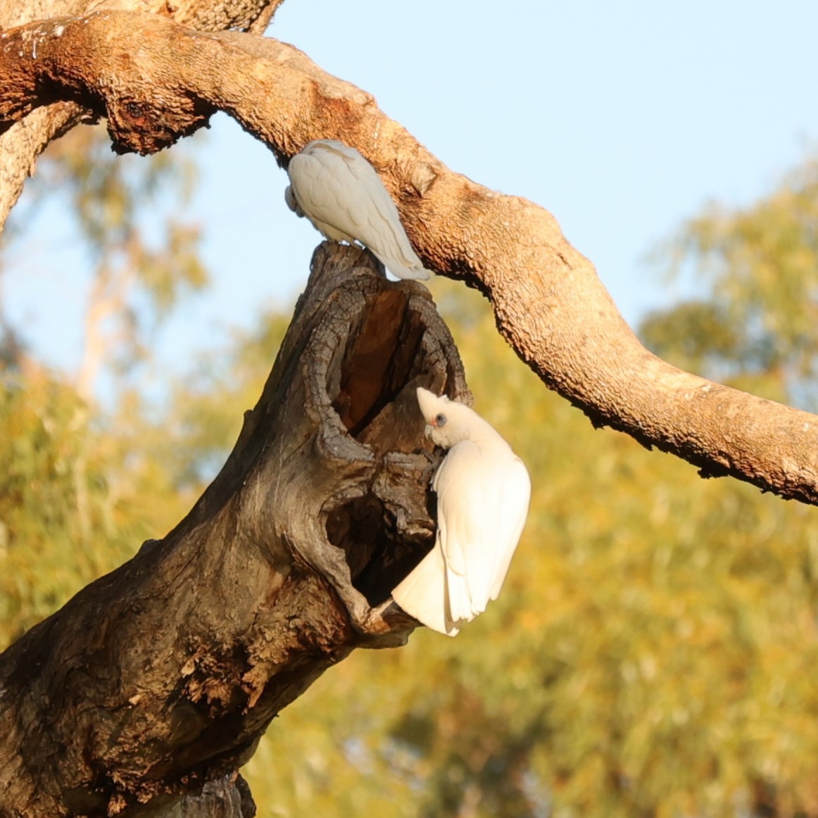 Cacatoès corella - ML620742491