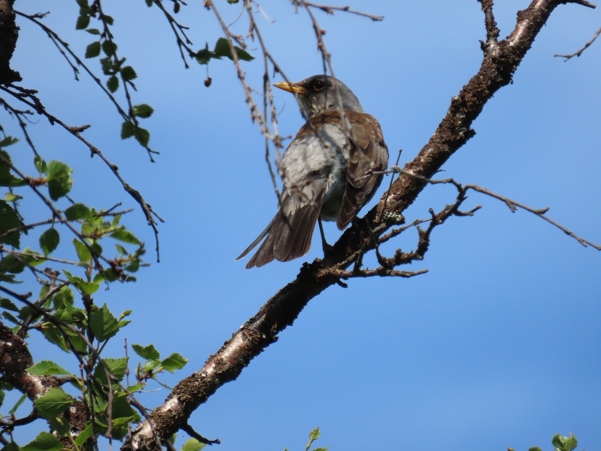 Fieldfare - Elizabeth Ferber