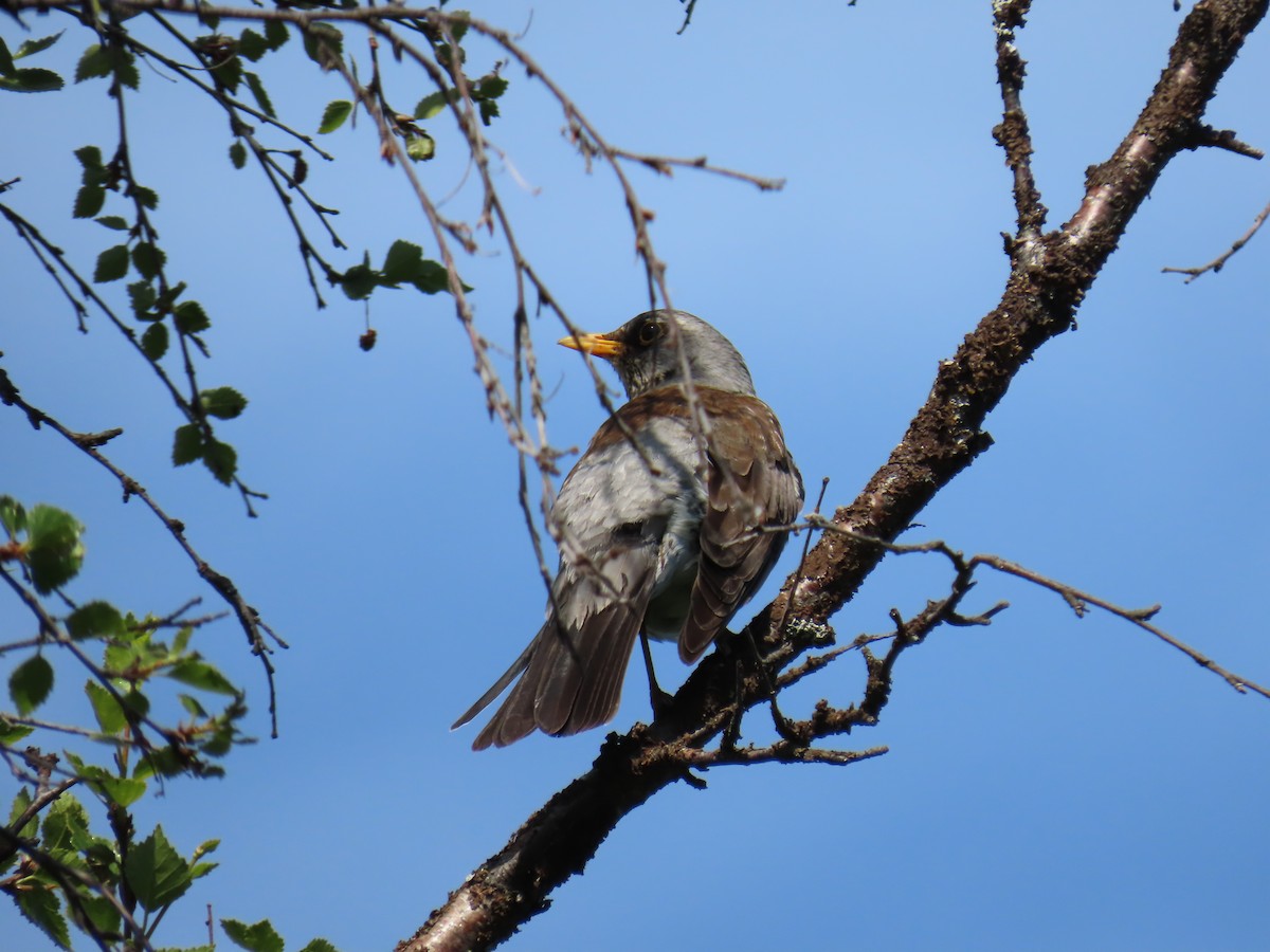 Fieldfare - ML620742497