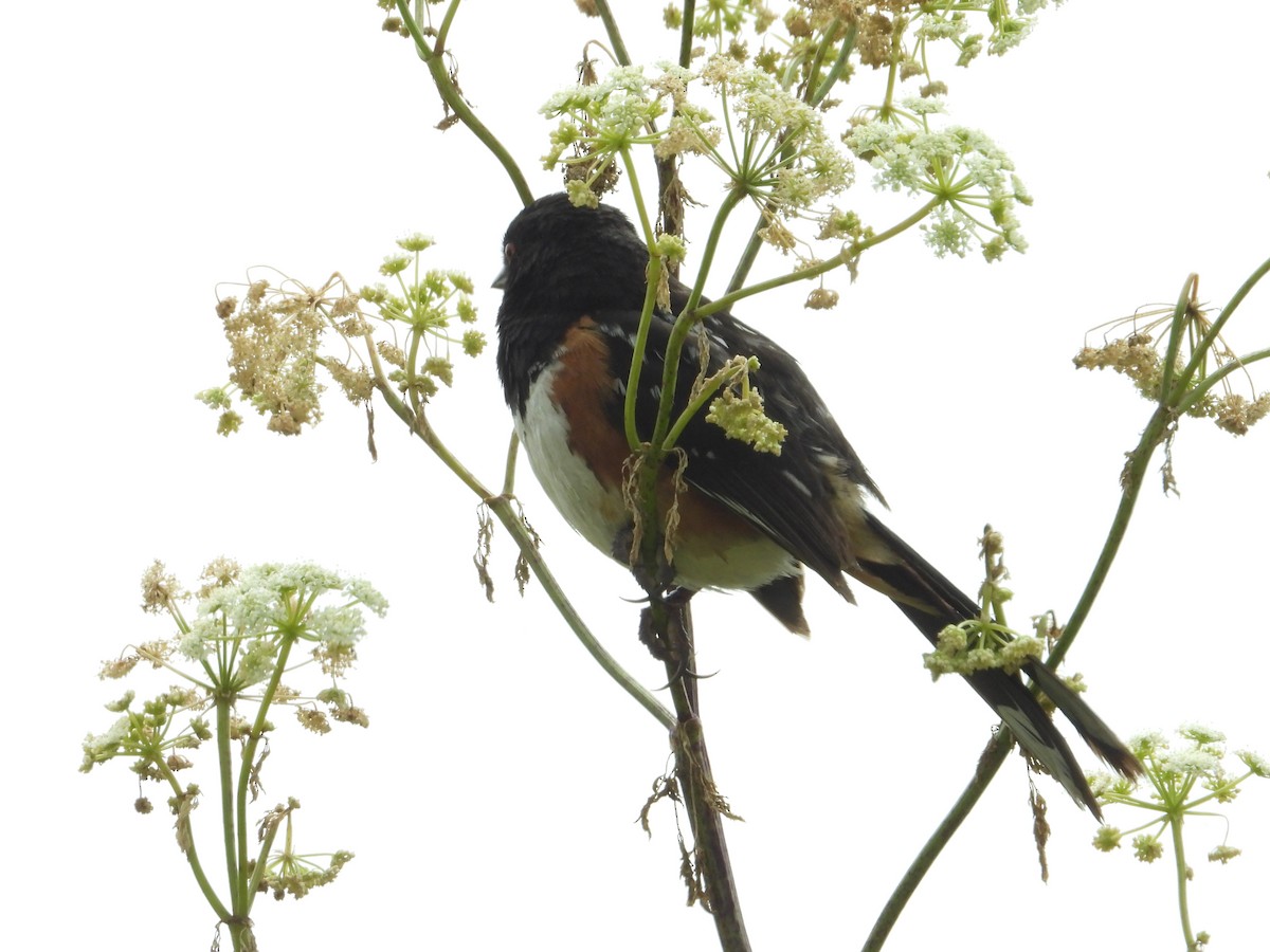 Spotted Towhee - ML620742498