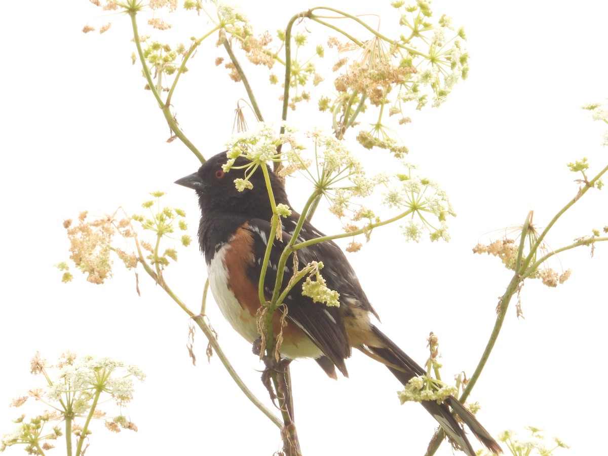 Spotted Towhee - ML620742499