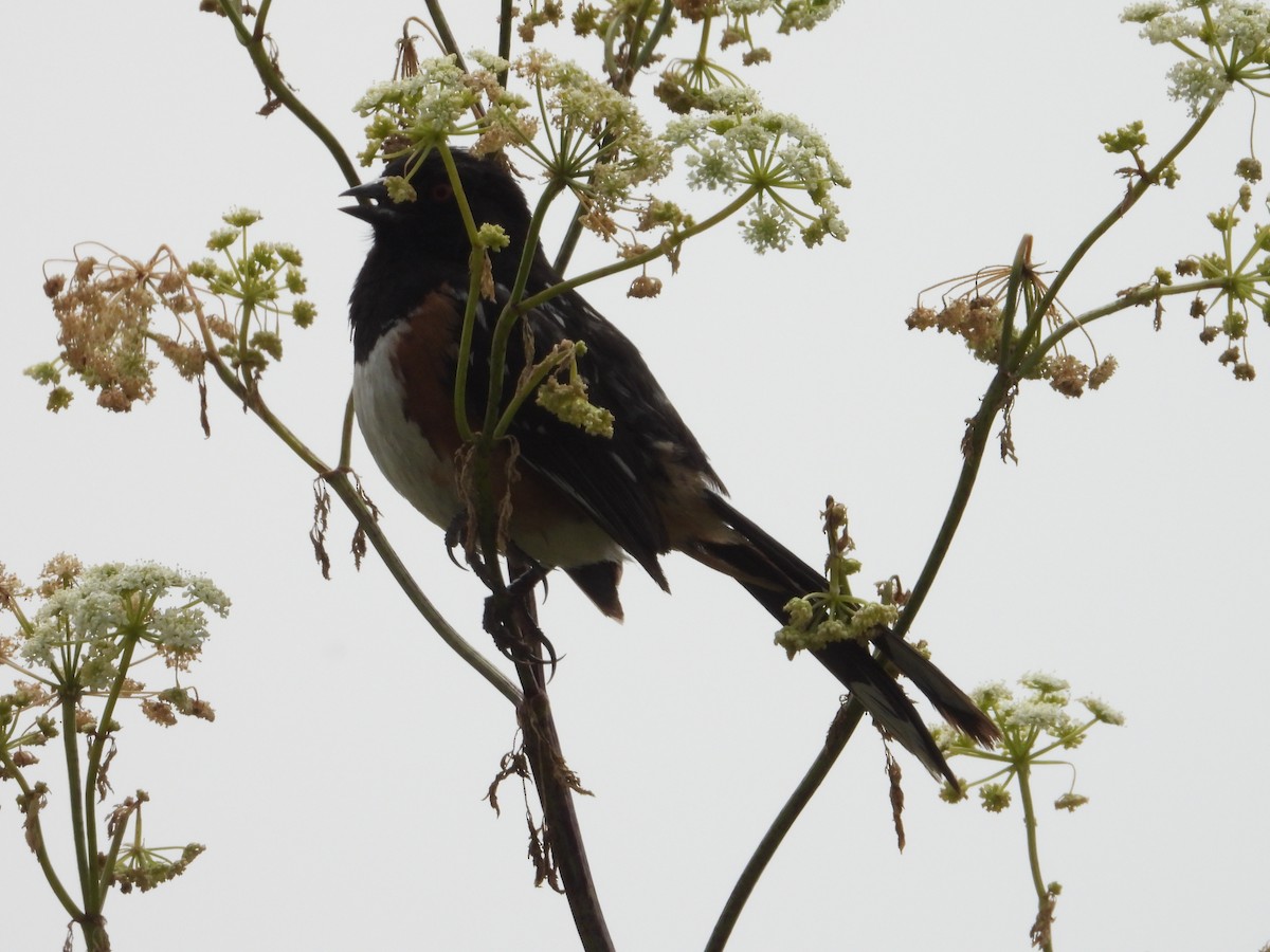 Spotted Towhee - ML620742500