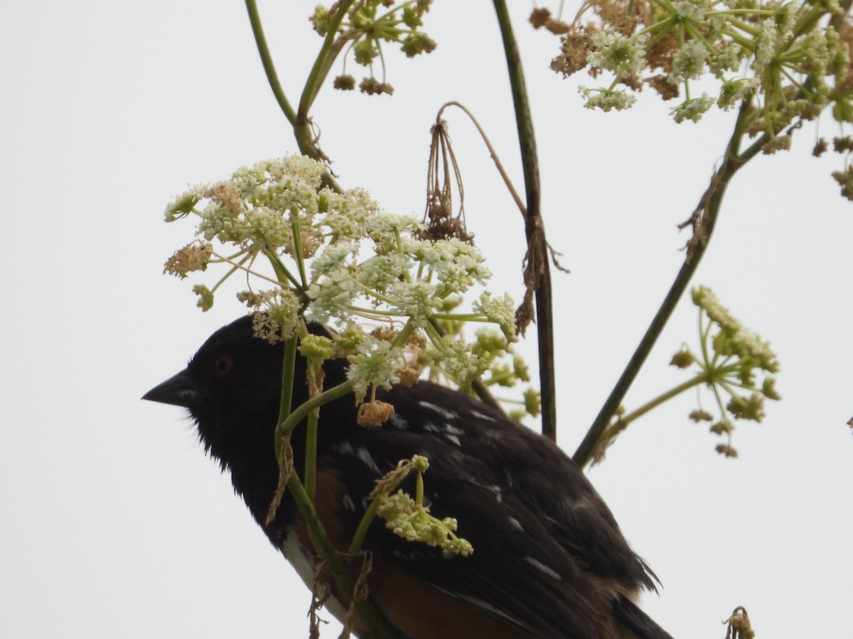 Spotted Towhee - ML620742501