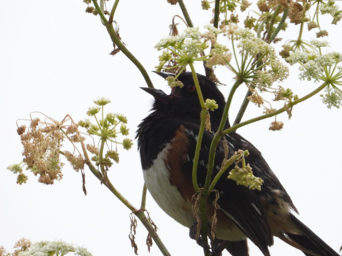 Spotted Towhee - ML620742502