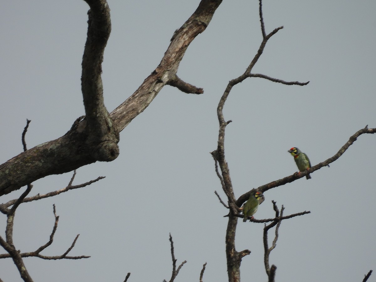 Coppersmith Barbet - ML620742504