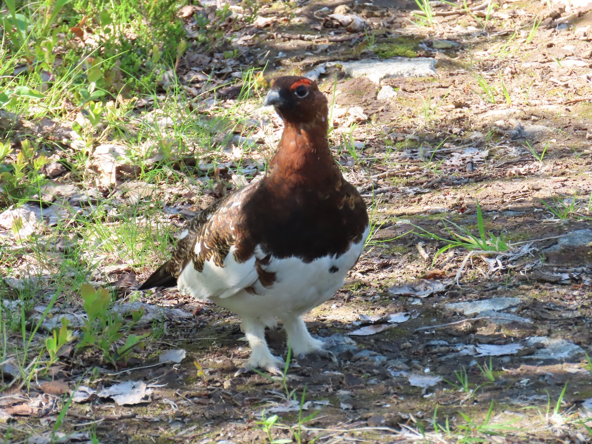 Willow Ptarmigan - ML620742507