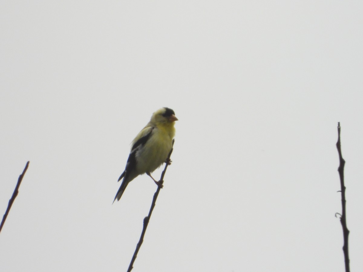 American Goldfinch - ML620742508