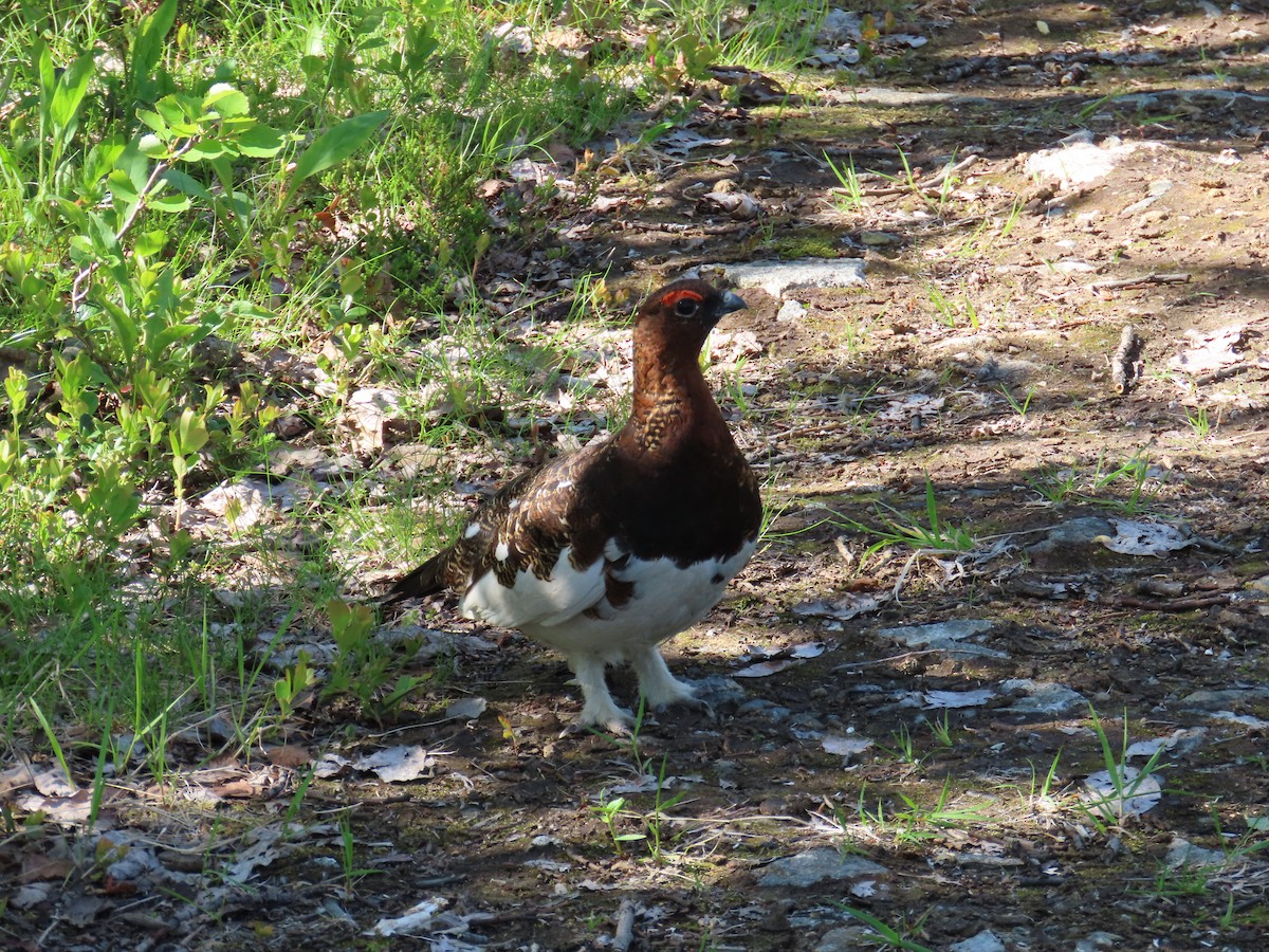 Willow Ptarmigan - ML620742509