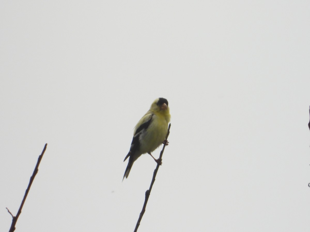 American Goldfinch - ML620742512