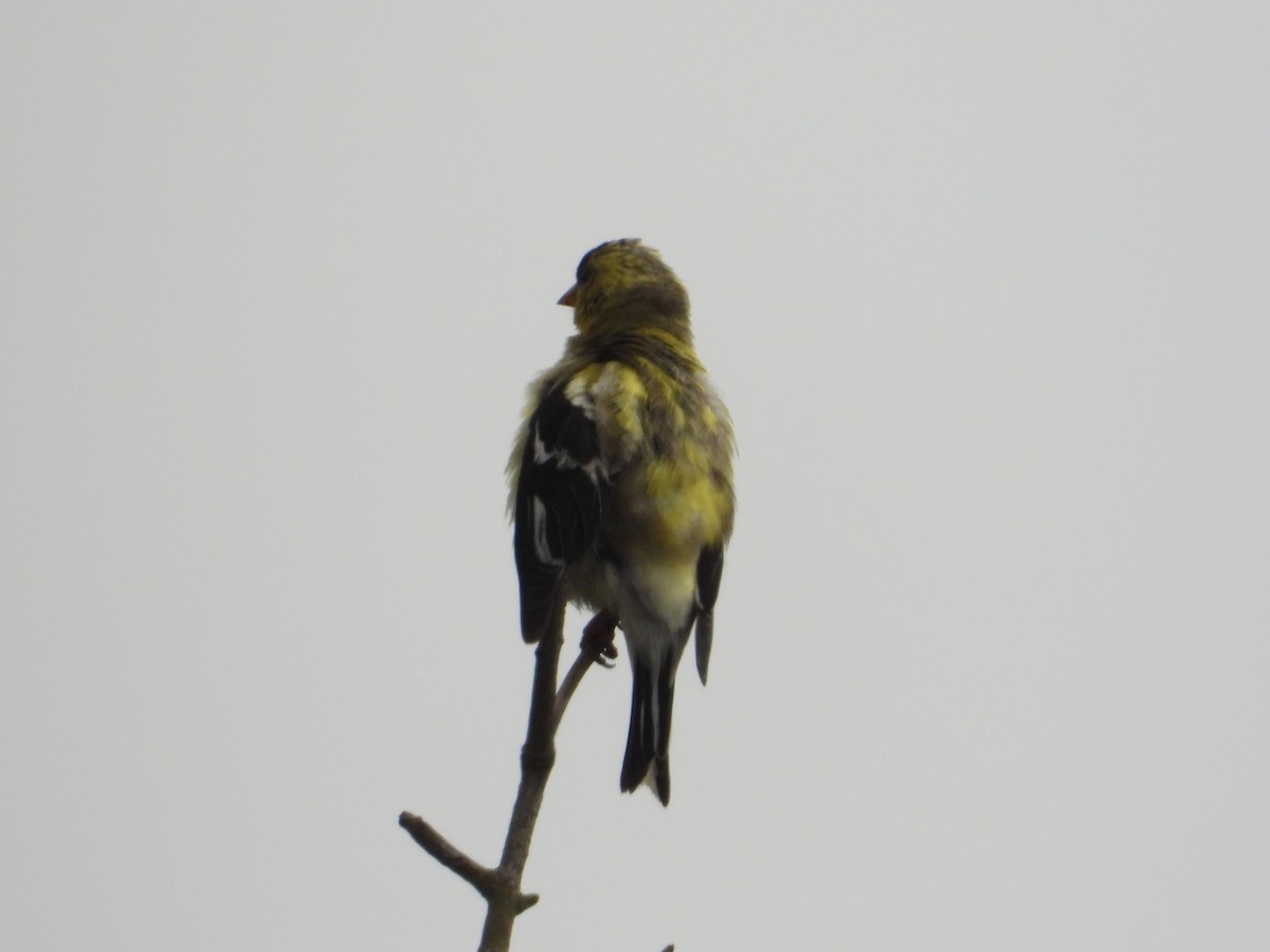 American Goldfinch - ML620742513