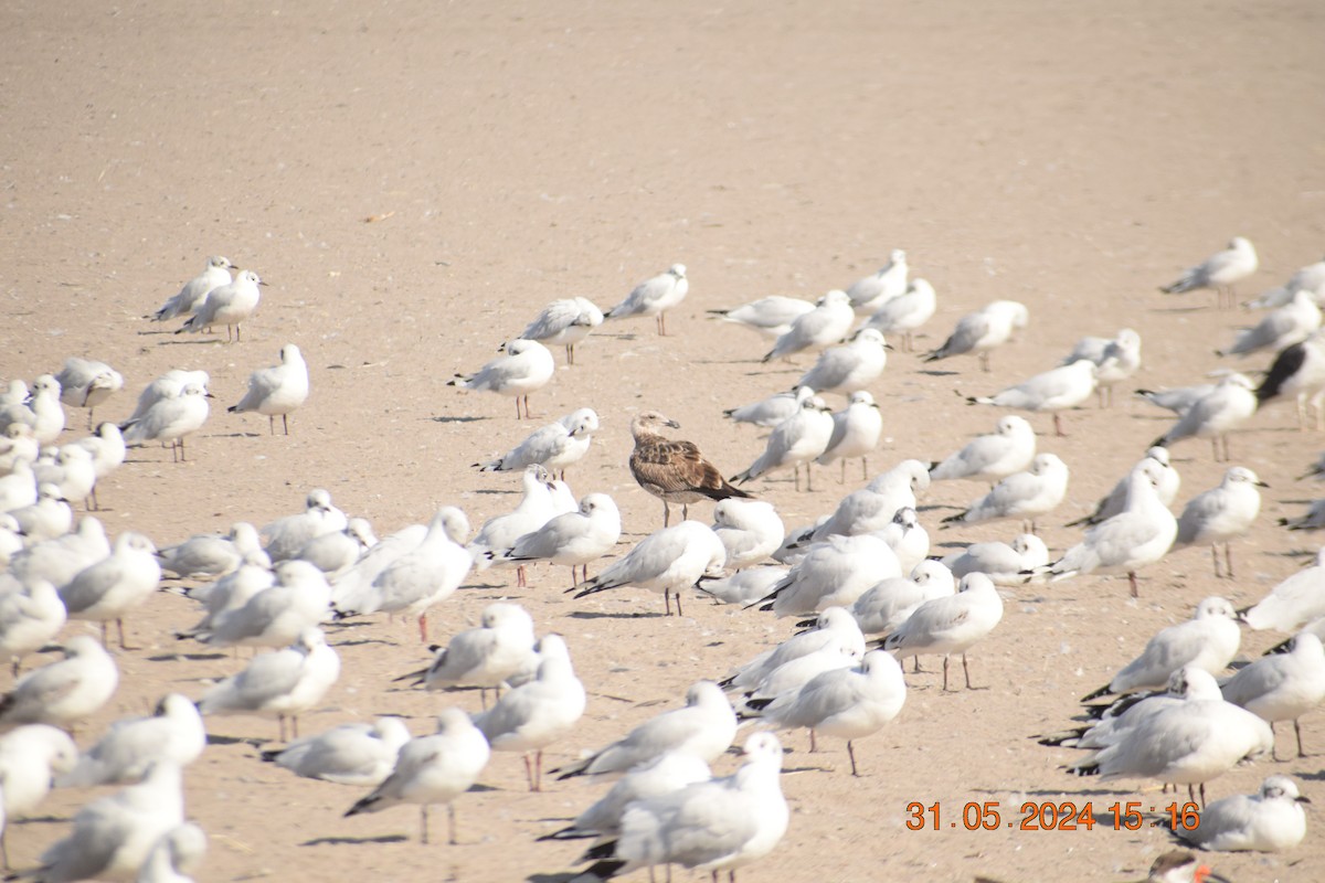 Kelp Gull - ML620742514