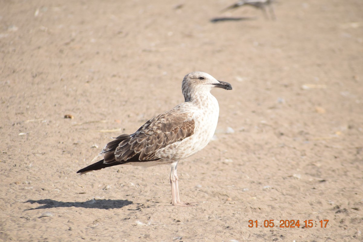 Kelp Gull - ML620742515