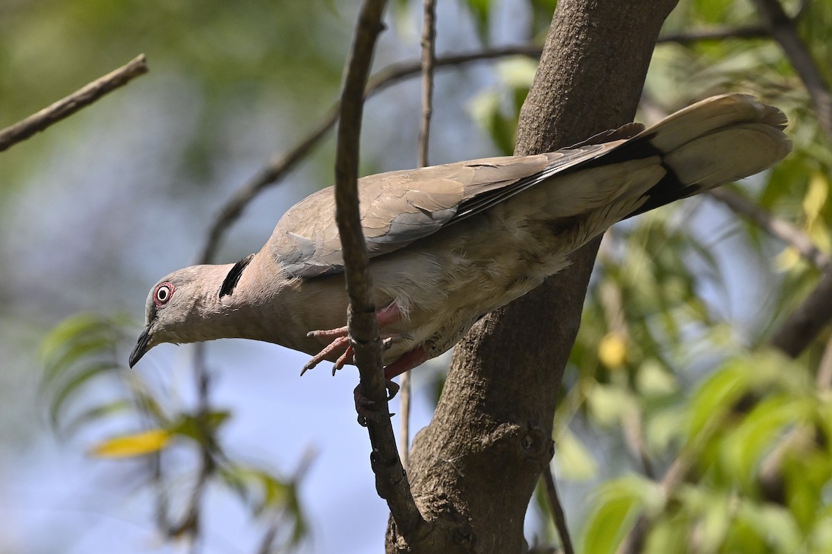 Mourning Collared-Dove - ML620742516