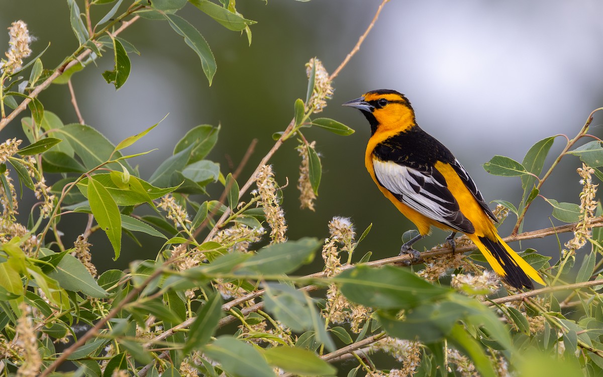 Bullock's Oriole - ML620742519