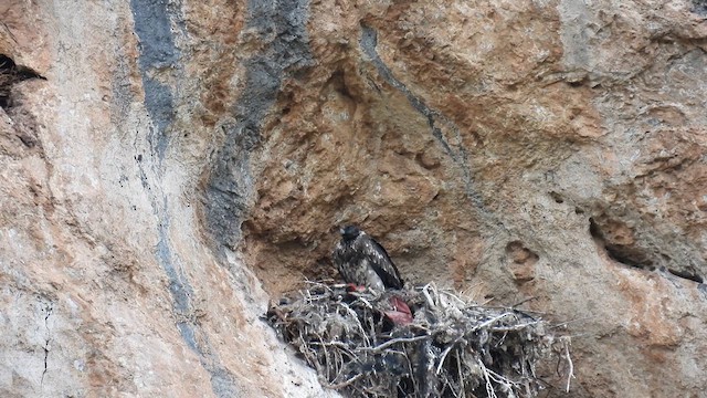 Bearded Vulture - ML620742532