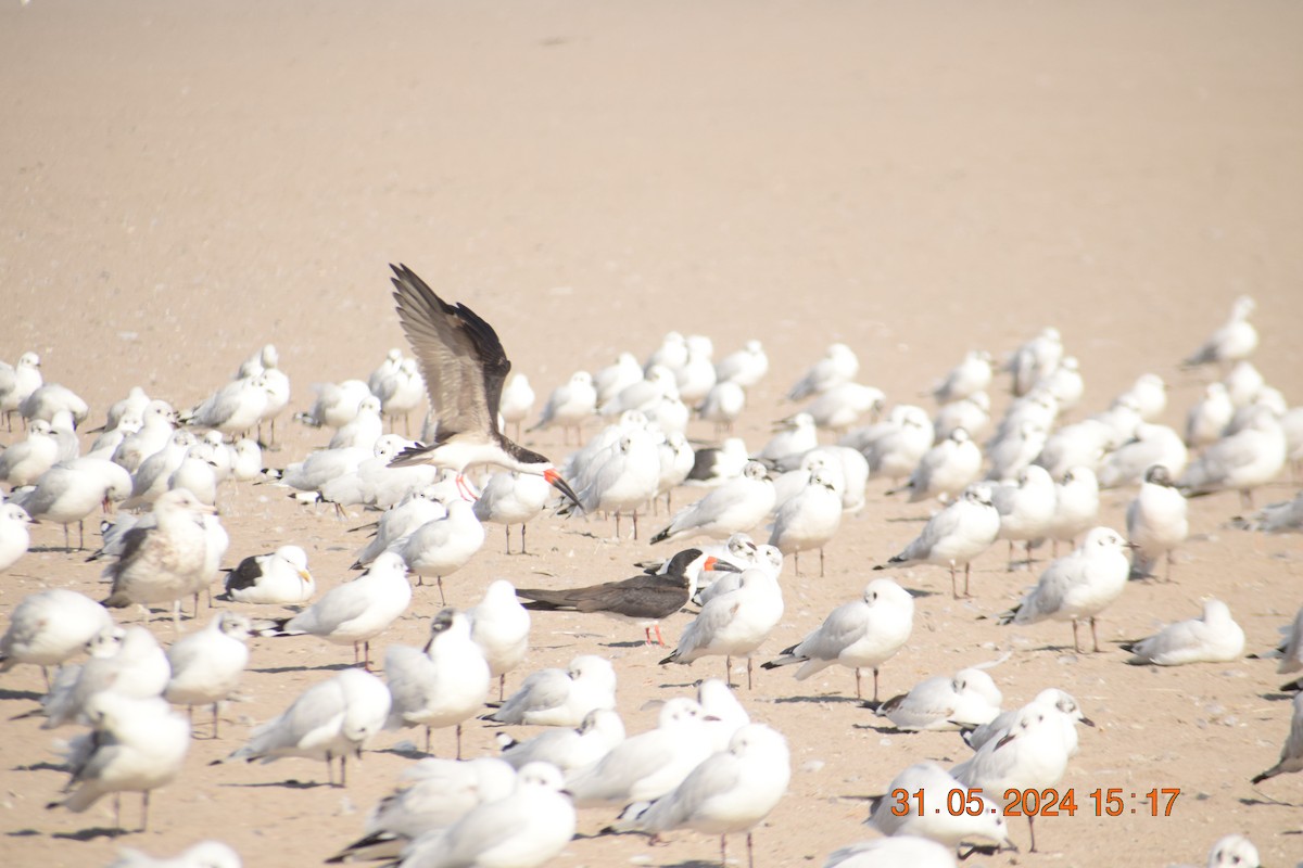 Black Skimmer - ML620742537