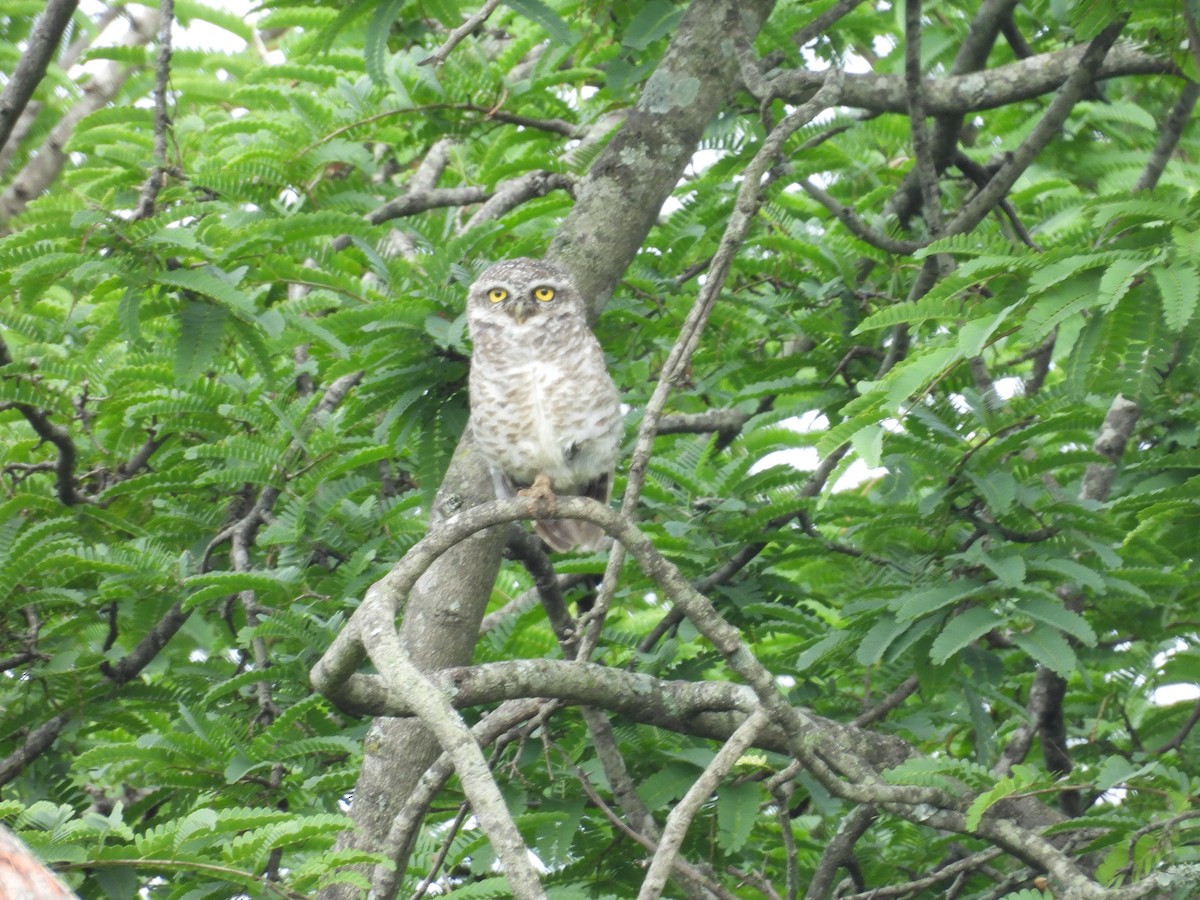 Spotted Owlet - ML620742541