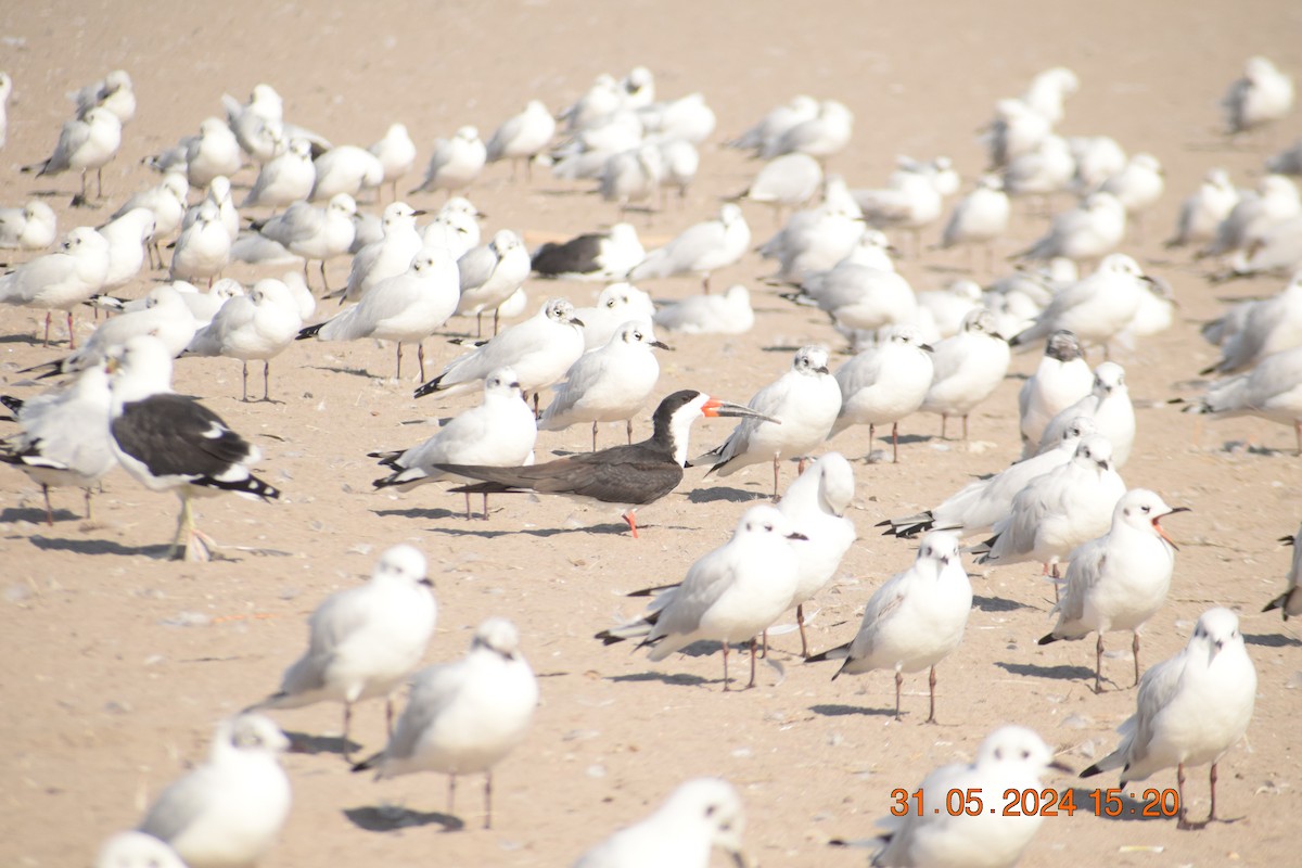 Black Skimmer - ML620742543