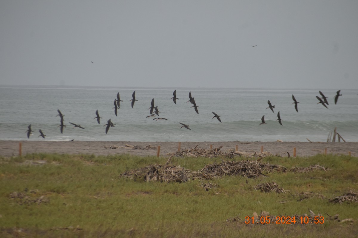 Black Skimmer - ML620742544