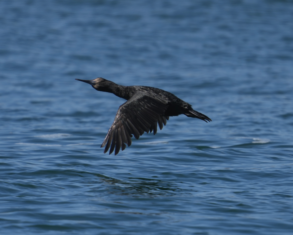 Brandt's Cormorant - Zhongyu Wang