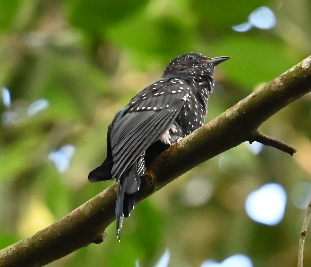 Square-tailed Drongo-Cuckoo - ML620742551