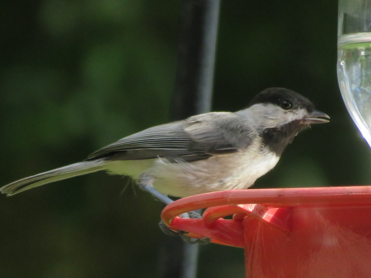 Carolina Chickadee - ML620742552