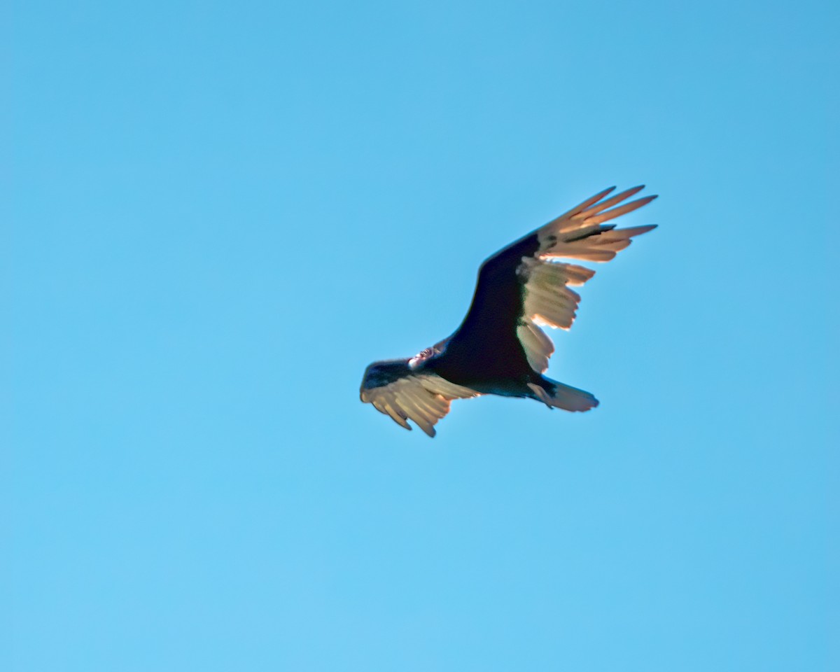 Turkey Vulture - ML620742556