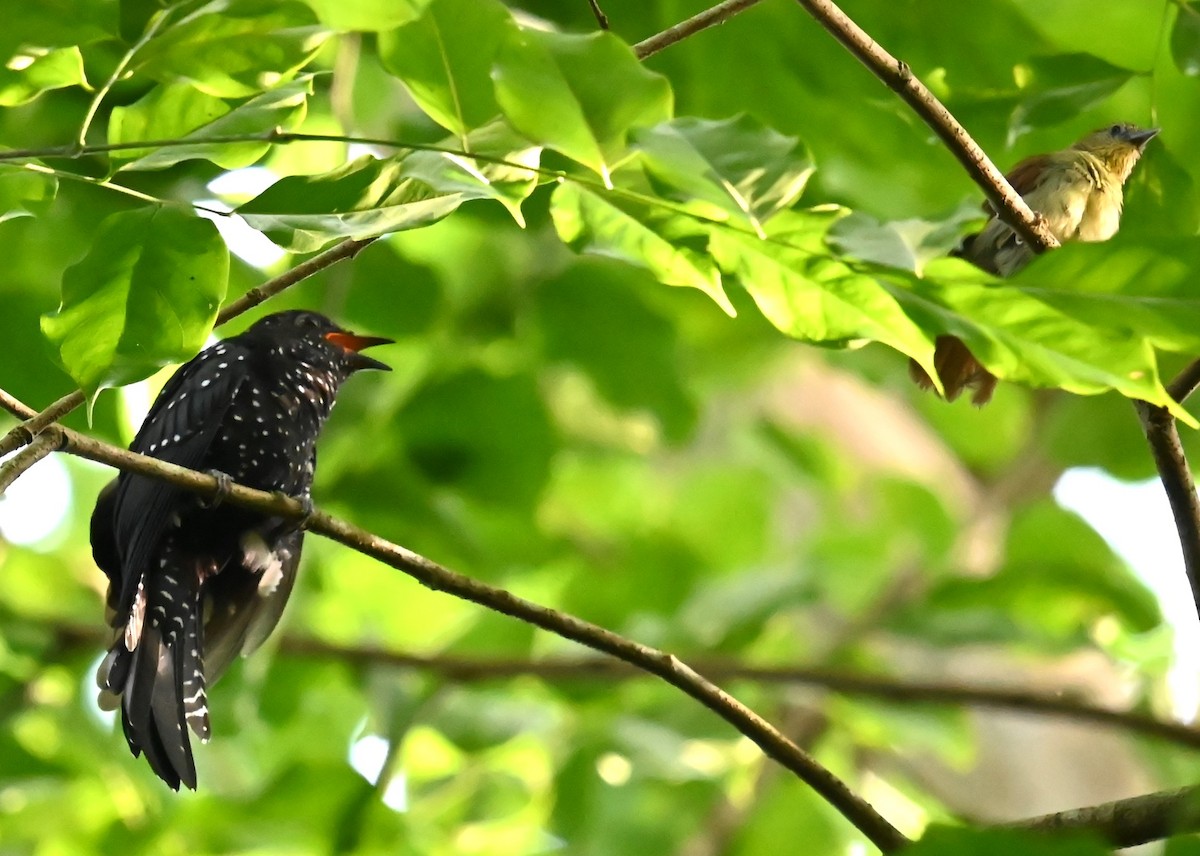 Square-tailed Drongo-Cuckoo - ML620742558