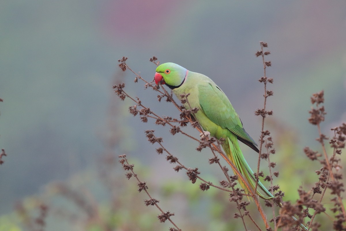 Rose-ringed Parakeet - ML620742563