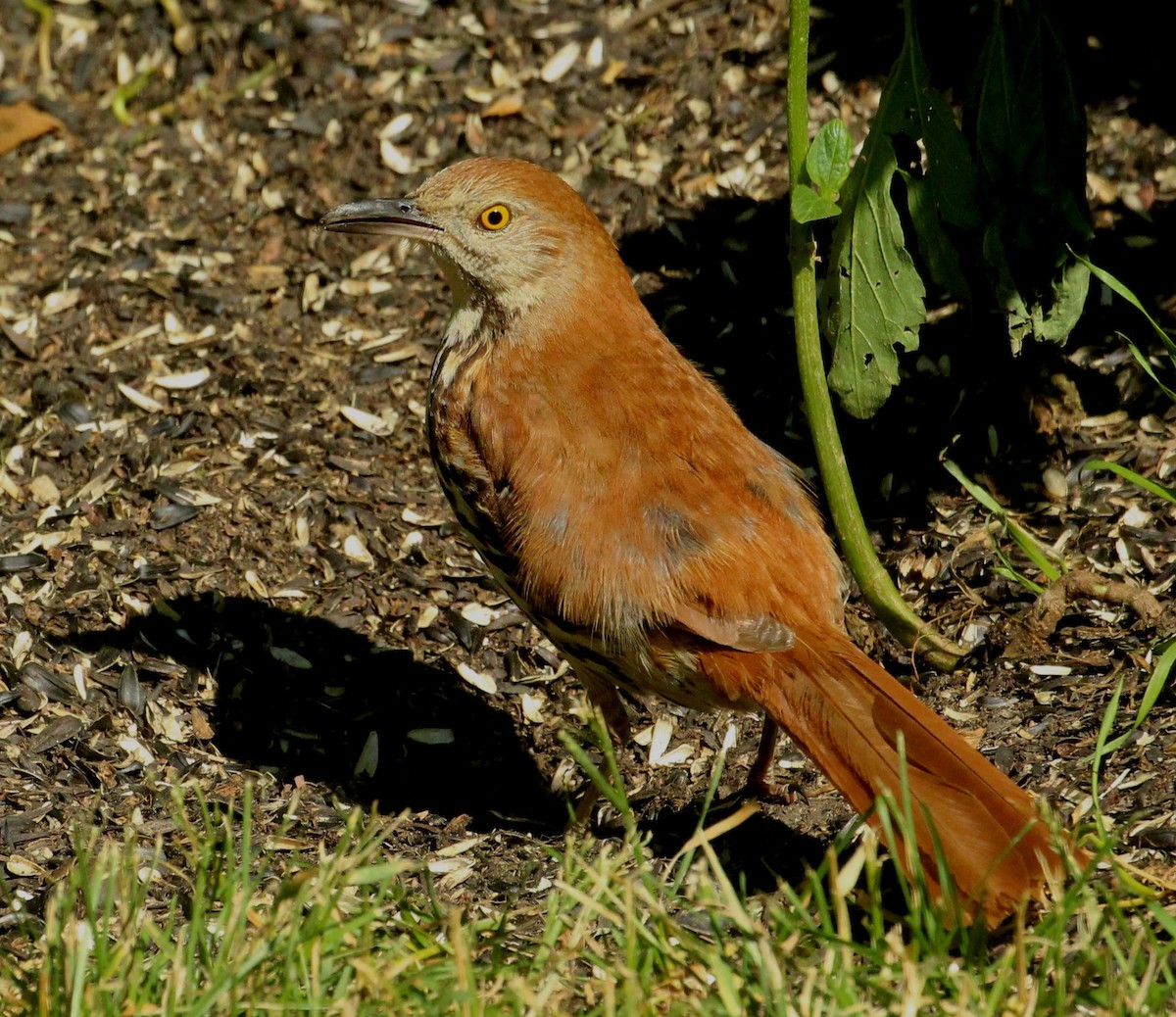 Brown Thrasher - ML620742564