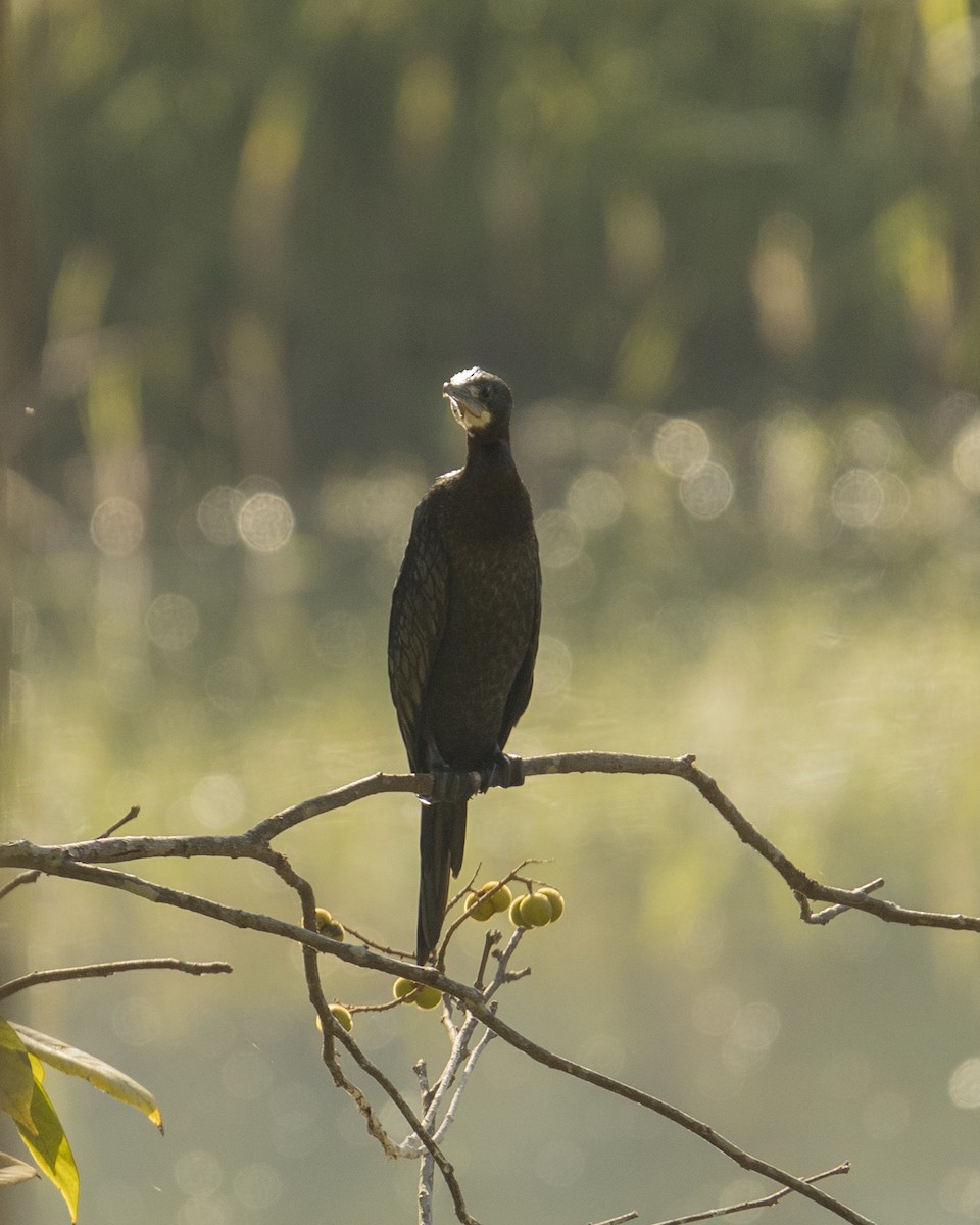 Indian Cormorant - ML620742565