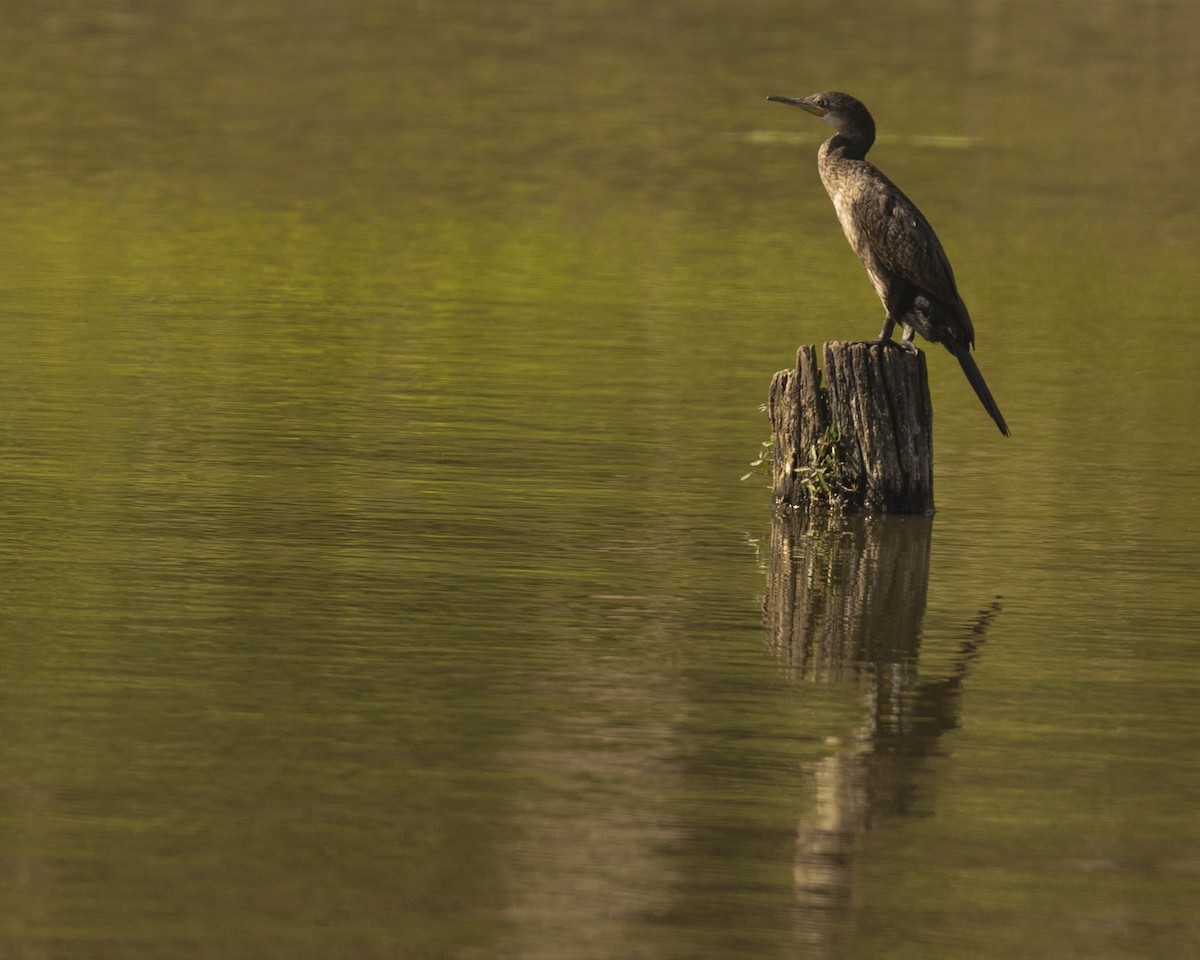 Indian Cormorant - ML620742566