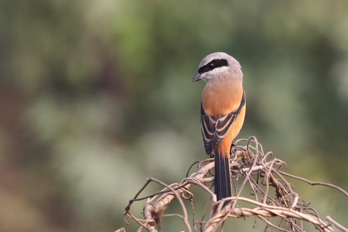 Long-tailed Shrike - ML620742567