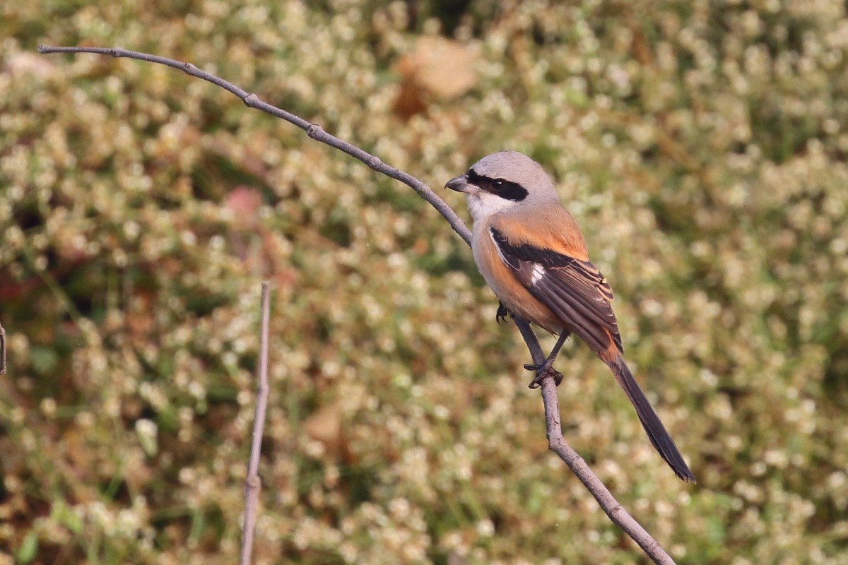 Long-tailed Shrike - ML620742568