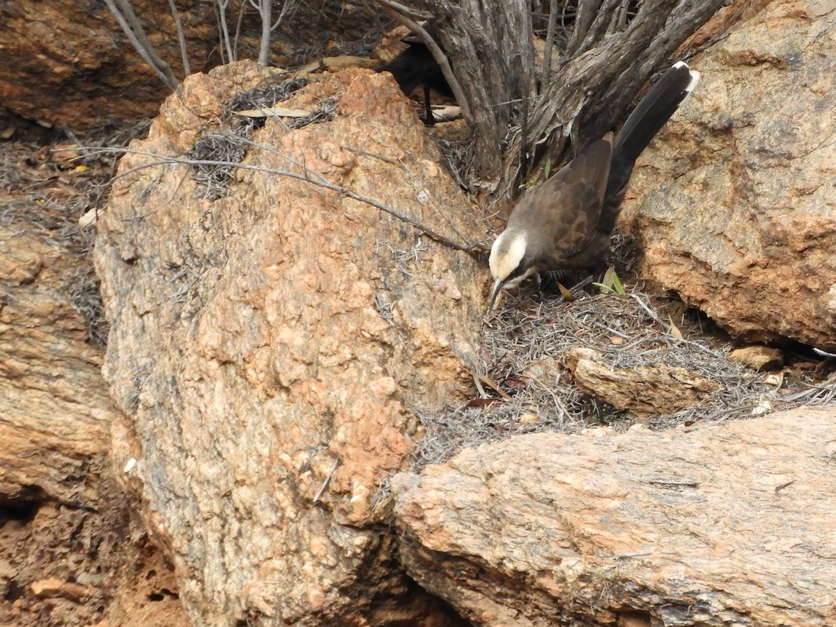 Gray-crowned Babbler - ML620742569