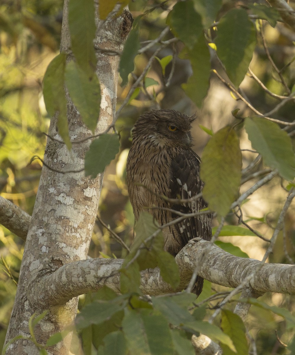 Brown Fish-Owl - ML620742575