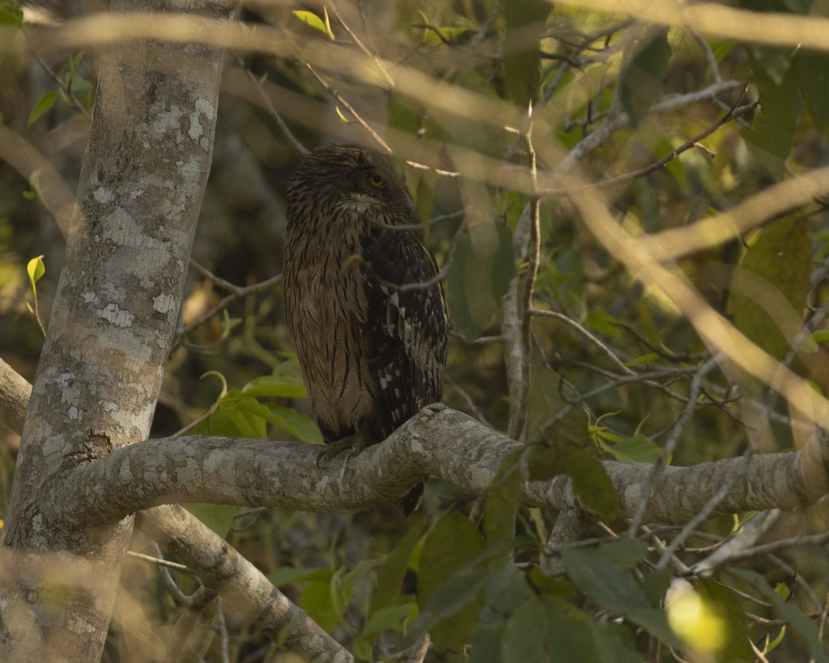 Brown Fish-Owl - ML620742576