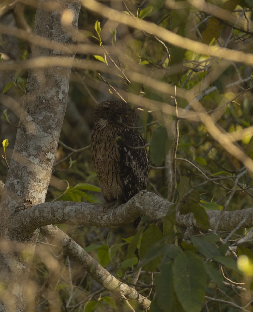 Brown Fish-Owl - ML620742577