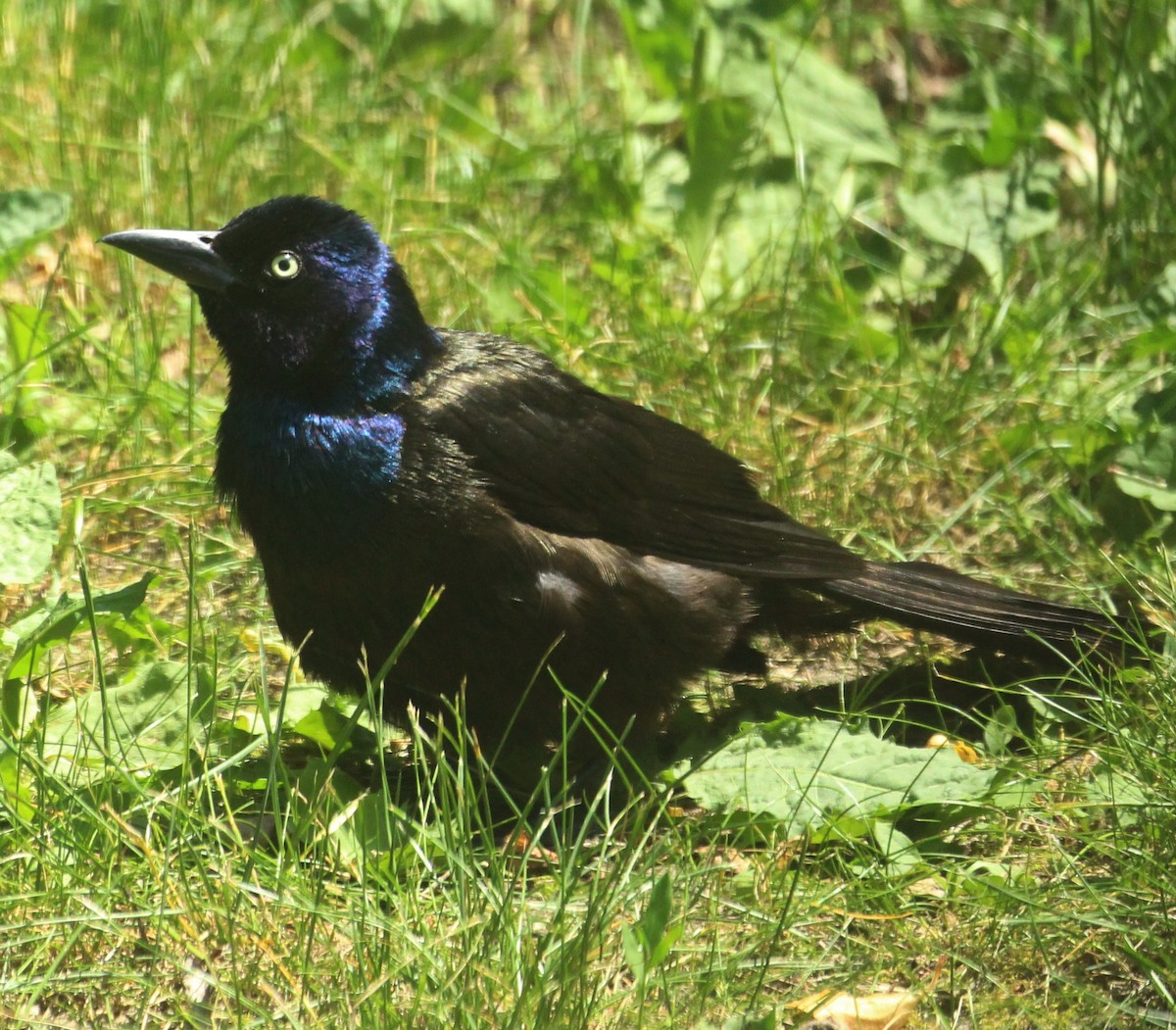 Common Grackle - ML620742578