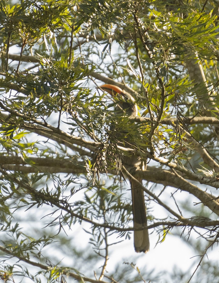 Malabar Gray Hornbill - ML620742579