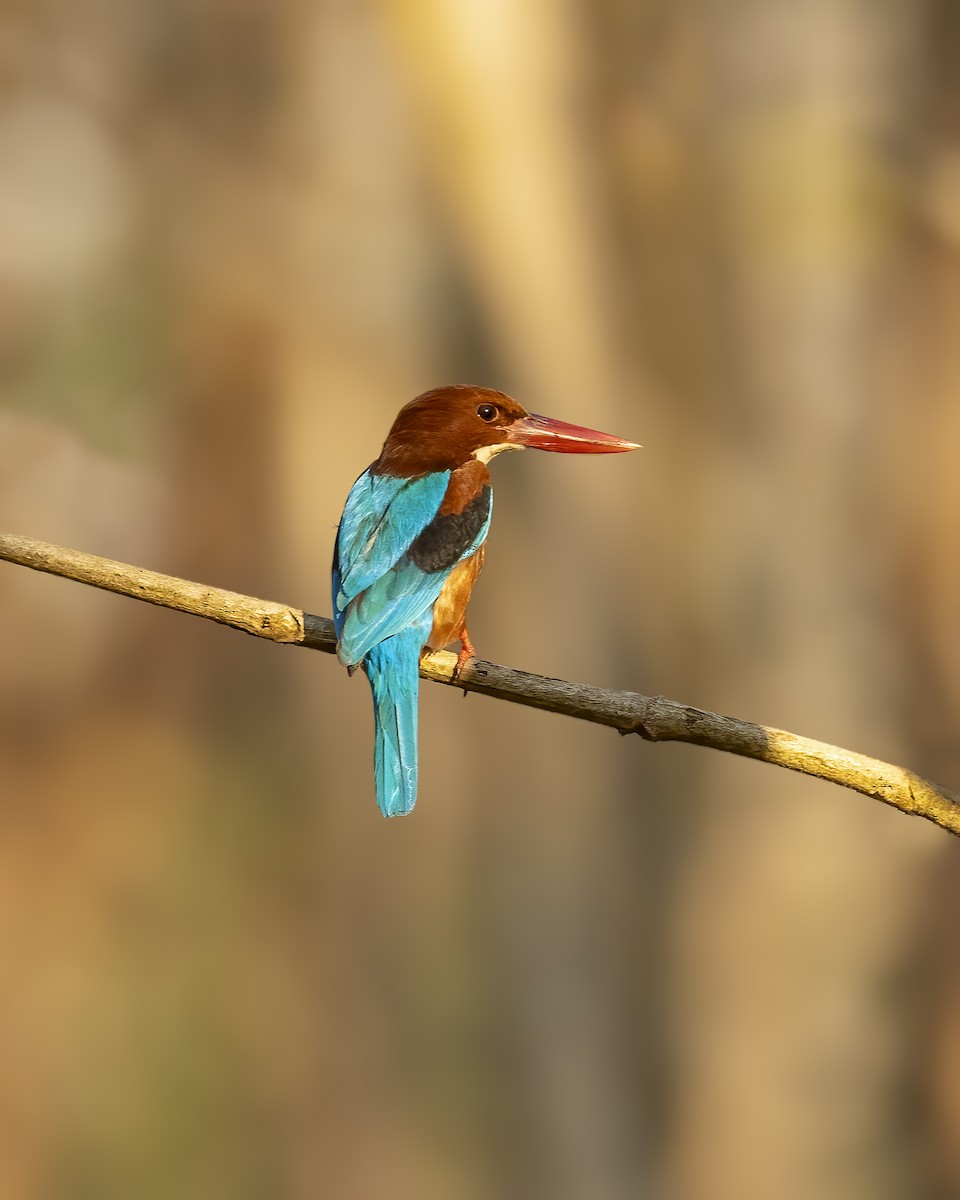 White-throated Kingfisher - ML620742582