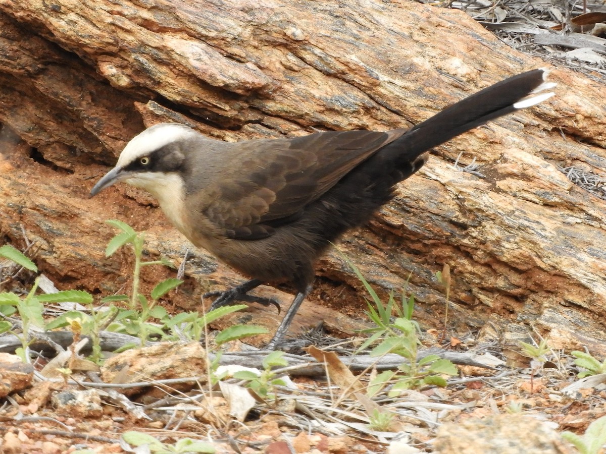 Gray-crowned Babbler - ML620742584