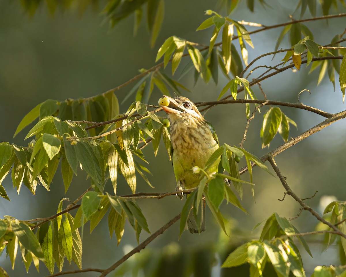 White-cheeked Barbet - ML620742585