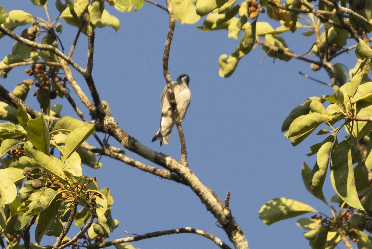 Ashy Woodswallow - Anirvan Mandal